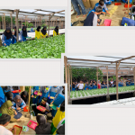 Kegiatan p5 Berkunjung ke Petani hidroponik Honaya Farm kediri & Siswa-siswi praktik dan pengenalan hidroponik